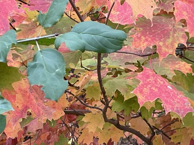 Thanks for a successful Give-to-the-Max Day!